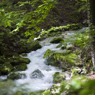 water stream in forest