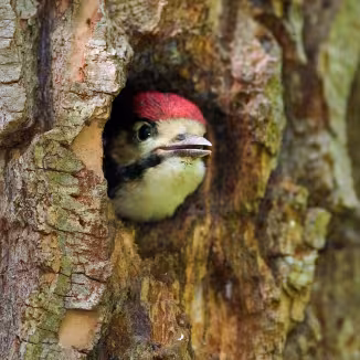 Young great spotted woodpecker on the nest in the willow forest 