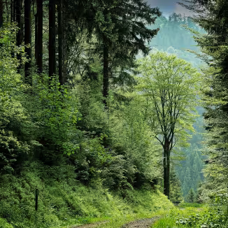 A peaceful woodland path leading through a diverse, healthy green forest.