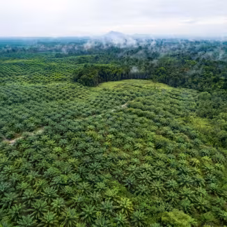 Aerial view showing the sharp boundary between a structured oil palm plantation and a dense, mist-covered natural rainforest.