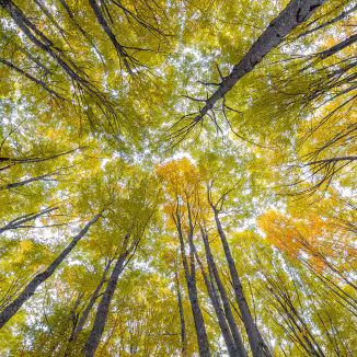 Looking up at the golden canopy of a beech forest in Navarra.