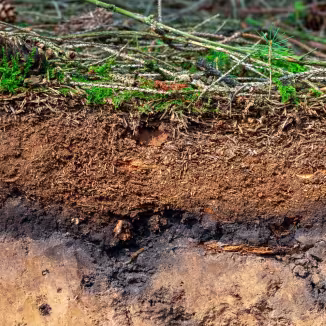 Organic layer and topsoil of a Luvisol in a spruce forest