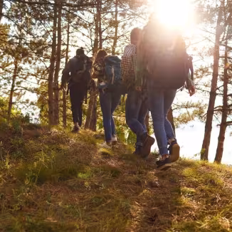A group of four hikers with backpacks walking up a grassy forest trail into a pine grove at sunset.