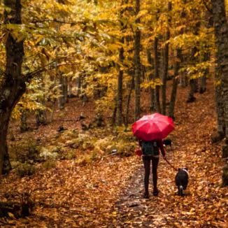 A person with a red umbrella walks their dog along a leaf-covered trail through an autumn forest.