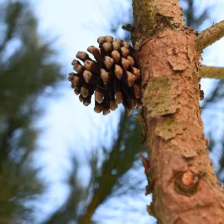 A close-up of a brown pine cone attached to the textured bark of a pine tree branch.