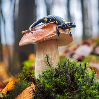 salamander in forest