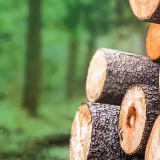 A panoramic view of stacked timber logs in the foreground with a digital network overlay stretching across a blurred green forest background.