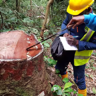 An official in a yellow hard hat and high-visibility vest takes notes while a colleague points a machete at a large, freshly cut tree stump in a dense forest.