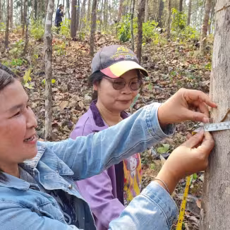 Two women working as forest smallholders use a diameter tape to measure a tree trunk during a forest inventory.