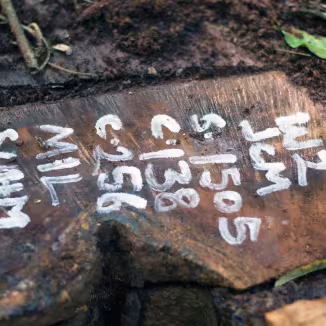 Felled tree with tracking numbers in Sefwi Wiawso, Ghana