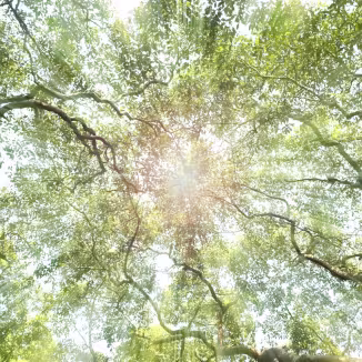 Tree top under the afternoon sun light