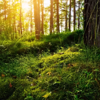 Summer forest in Poland