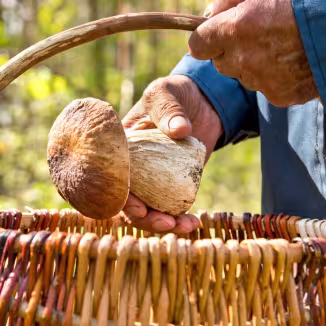 Mushroom representing non-wood forest products