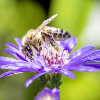 Bee feeding on pollen from a purple flower