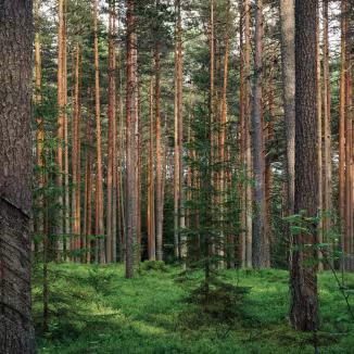 Pine forest