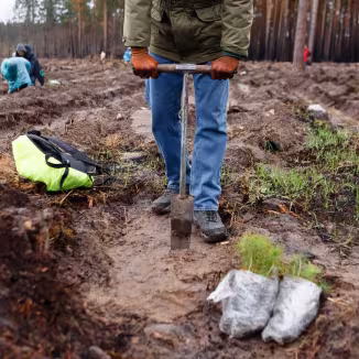 Person planting tree seedling