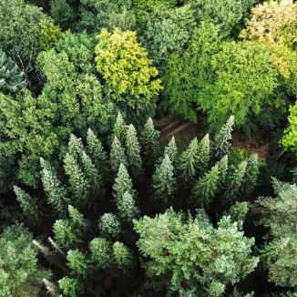 Aerial view of a dense mixed forest with a variety of tree species in different shades of green. The image shows the rich biodiversity of the forest canopy from above.