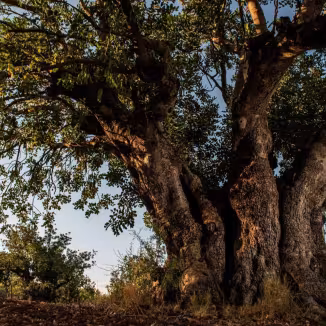 A massive, ancient carob tree with a thick, textured trunk and expansive canopy, photographed from a low angle against a clear sky.