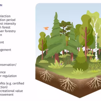 What is carbon farming in forests?