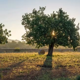 A sunlit carob tree stands in a rural field at golden hour, with sunlight peeking through its dense green foliage and hay bales scattered in the background.