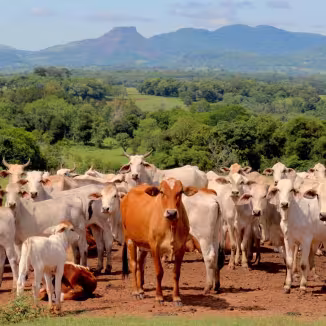 A large herd of white and brown cattle stands in a field in Paraguay, with a green forest and rolling blue mountains in the background.