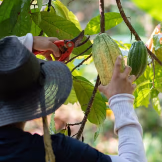 A person wearing a wide-brimmed hat uses red pruning shears to carefully harvest a large, green cocoa pod from a tree in a Colombian forest.