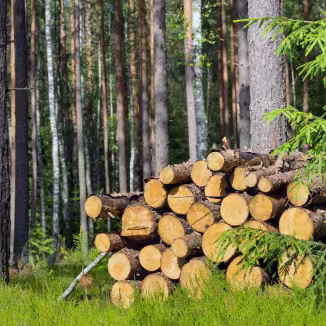 Harvested dry wood in a forest