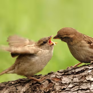 two birds on a tree, decorative