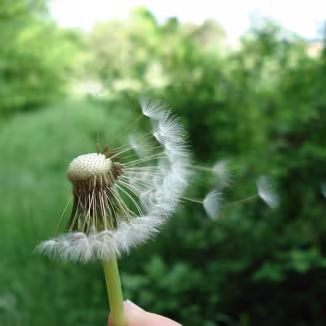 decorative photo of dandelion puff