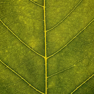 An extreme close-up of a vibrant green leaf, highlighting the intricate, symmetrical pattern of yellow veins and the detailed cellular texture of the blade.