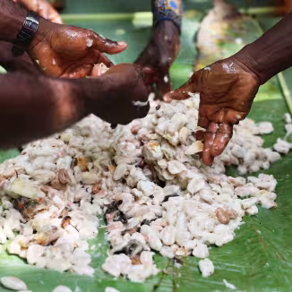 A close-up of hands sorting through a pile of fresh, white cocoa beans resting on large green banana leaves.