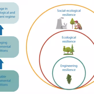 Hierarchy of commonly used resilience concepts. Modified from Nikinmaa et al. 2020.