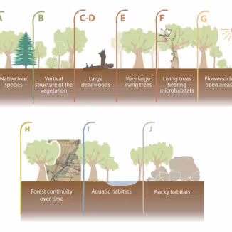 Seven factors related to structural and compositional stand features, and forest management (A&ndash;G) and three factors related to land-use history and associated macrohabitats (H&ndash;J). Source: Emberger et al. (2023).