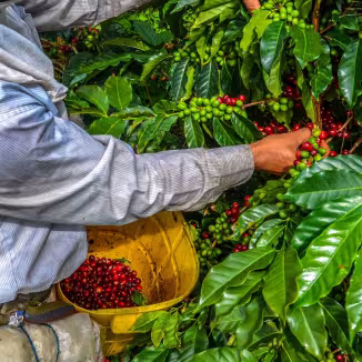 A close-up of a farmer in Peru hand-picking ripe red coffee cherries from a vibrant green coffee plant and placing them into a yellow bucket.