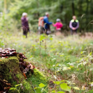 A close-up of dark brown mushrooms growing on a mossy tree stump in the foreground, with a blurred group of people walking through a lush green forest in the background.