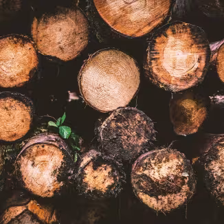 A close-up, head-on view of a stack of timber logs, showing the circular cross-sections of the wood grain with some logs covered in dark mud and moss.