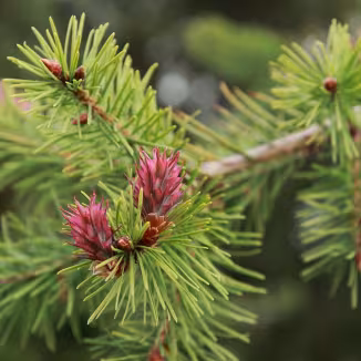 Douglas fir seed cones