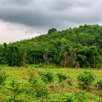 A wide shot of a green rainforest covering a hillside in C&ocirc;te d'Ivoire.