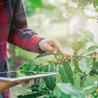 A close-up of a smallholder farmer holding a tablet while inspecting ripening coffee cherries on a branch, illustrating the use of technology in coffee plantation management.