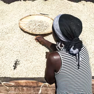 A woman wearing a headscarf and striped top uses a woven tray to sort and filter a large spread of drying coffee beans under the sun.