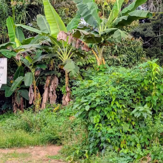 A sign for Talia Cocoa Farms in Sierra Leone, located within a sustainable agroforestry environment.