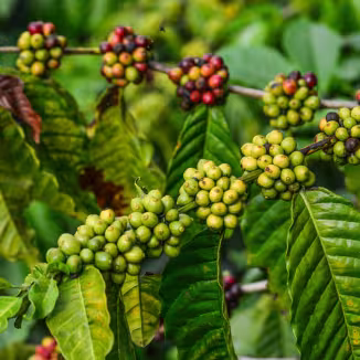A close-up of vibrant green coffee cherries ripening on a branch, surrounded by foliage in a coffee plantation.