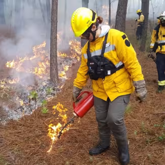 A firefighter in a yellow protective jacket and helmet uses a drip torch to conduct a prescribed burn on the pine needle-covered floor of a forest.