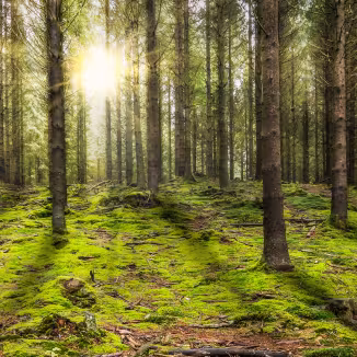 forest with the morning sun shining through the trees.