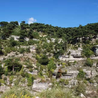 A pine forest growing along a steep, terraced limestone cliffside under a clear blue sky in Lebanon.
