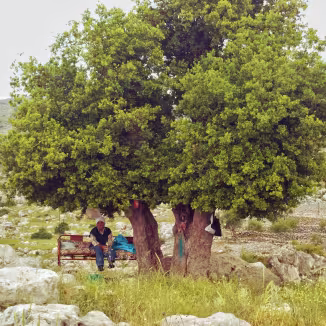 A man resting on a bench in the shade of a large, leafy Mediterranean oak tree within a rocky, mountainous landscape.