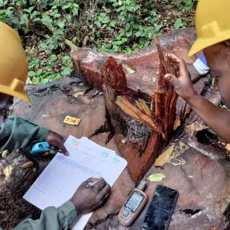Forestry professionals conducting field measurements and data collection on a harvested tree in a tropical forest.