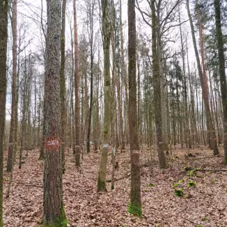 A forest management site during autumn, showing multiple tree trunks marked with white and orange identification numbers for research or inventory purposes.