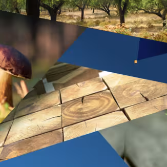 crop from the front cover of the MFRA showing a mushroom, forest, seedling