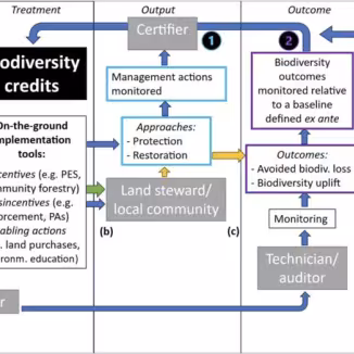 Theory of change diagram for biodiversity credits: current and potential function.